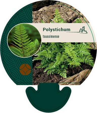 Polystichum tsussimense C2 - afbeelding 6