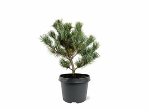 Pinus parv. 'Negishi' 50/60 KL. - afbeelding 3