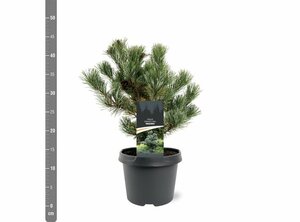 Pinus parv. 'Negishi' 50/60 KL. - afbeelding 4