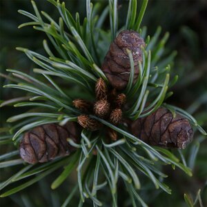 Pinus parv. 'Negishi' 50/60 KL. - afbeelding 5