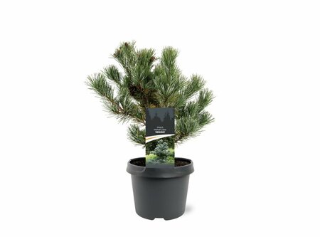 Pinus parv. 'Negishi' 50/60 KL. - afbeelding 6