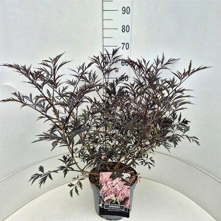 Sambucus nigra 'Black Lace' 150/175 KL. - afbeelding 1
