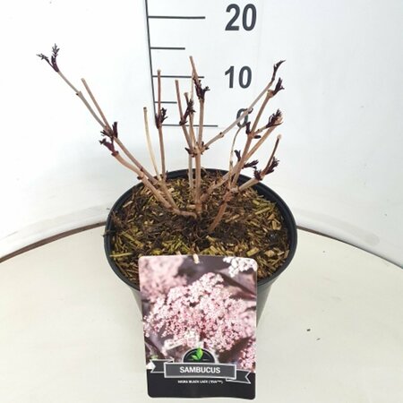 Sambucus nigra 'Black Lace' 150/175 KL. - afbeelding 6