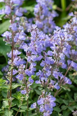 Nepeta 'Purssian Blue'  P9 - afbeelding 1