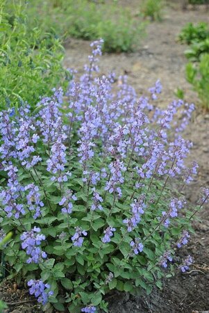 Nepeta 'Purssian Blue'  P9 - afbeelding 3