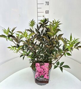 Sambucus nigra 'Black Beauty' 175/200 KL.