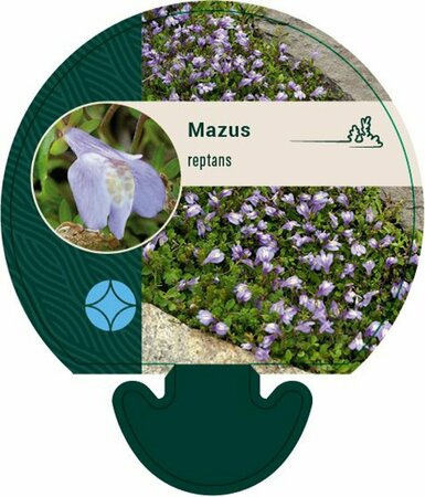 Mazus reptans P9 - afbeelding 3