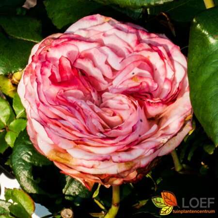 Rosa (T) 'Nostalgie' C3 - afbeelding 1