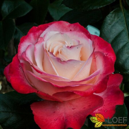 Rosa (T) 'Nostalgie' C3 - afbeelding 2