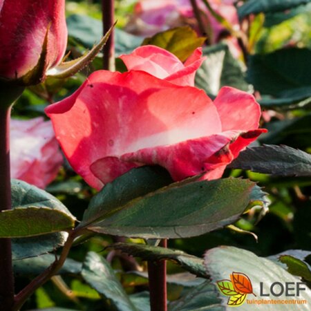 Rosa (T) 'Nostalgie' C3 - afbeelding 3