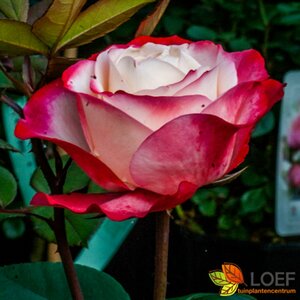 Rosa (T) 'Nostalgie' C3 - afbeelding 4