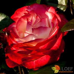 Rosa (T) 'Nostalgie' C3 - afbeelding 5