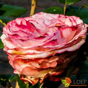 Rosa (T) 'Nostalgie' C3 - afbeelding 6