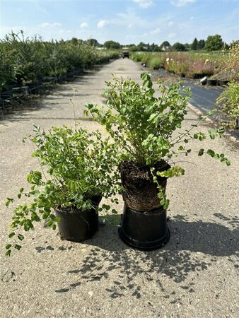 Sanguisorba minor P9 BIO - afbeelding 1