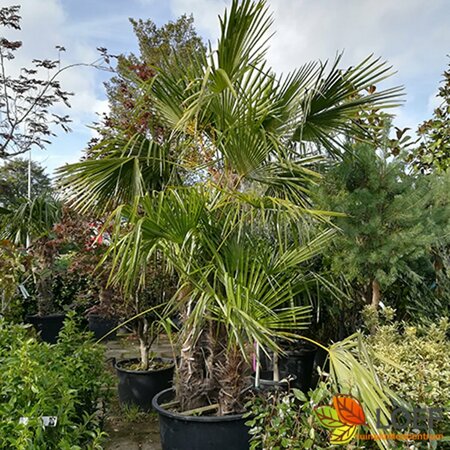 Trachycarpus fortunei 100/125 C. - afbeelding 2