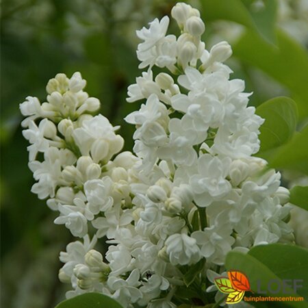 Syringa vulgaris 'Mme Lemoine' 100/125 C. - afbeelding 2