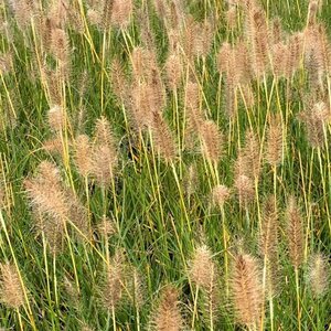 Pennisetum alopecuroides 'Gelbstiel' P9