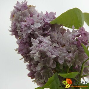Syringa vulgaris 'Katherine Havemeyer' 80/100 C.