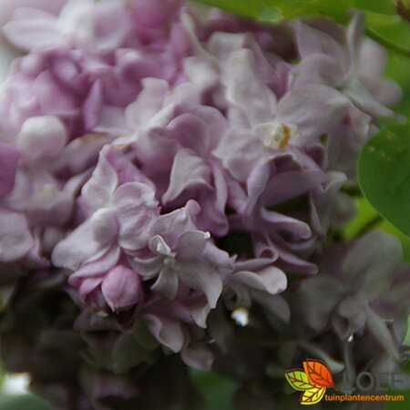 Syringa vulgaris 'Katherine Havemeyer' 80/100 C. - afbeelding 2
