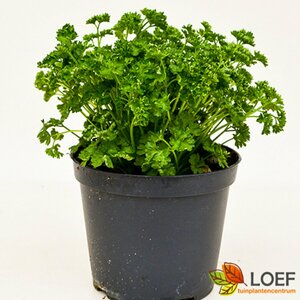 Petroselinum crispum P13 BIO