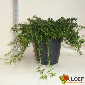 Satureja montana P13 BIO