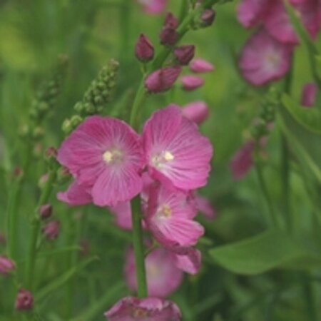 Sidalcea 'Partygirl' P9 - afbeelding 2