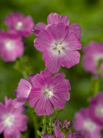 Sidalcea 'Partygirl' P9 - afbeelding 3