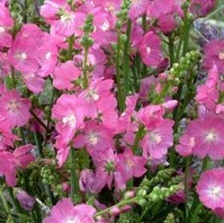 Sidalcea 'Partygirl' P9 - afbeelding 4