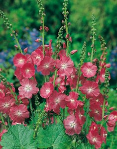 Sidalcea 'Partygirl' P9 - afbeelding 5