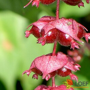 Leycesteria formosa 50/60 C. 