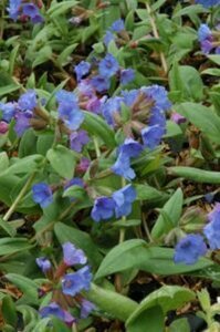 Pulmonaria ang. 'Azurea' P9 BIO