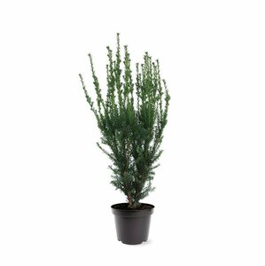 Taxus media 'Hillii' 40/50 C. - afbeelding 4