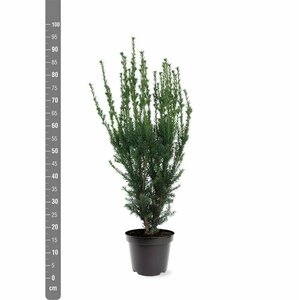 Taxus media 'Hillii' 40/50 C. - afbeelding 3