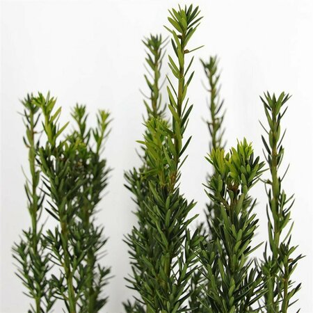 Taxus media 'Hillii' 40/50 C. - afbeelding 1