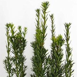 Taxus media 'Hillii' 40/50 C.