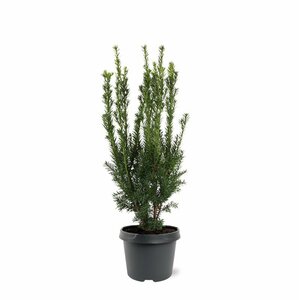 Taxus media 'Hillii' 40/50 C. - afbeelding 9