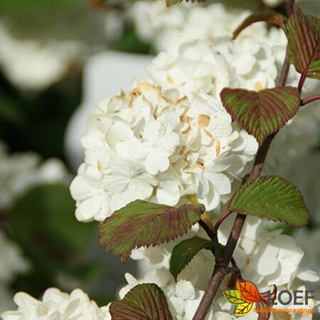Viburnum plicatum 'Grandiflorum' 40/50 C. - afbeelding 1