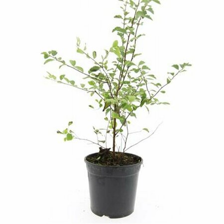 Spiraea vanhouttei 60/80 C. - afbeelding 3
