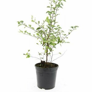 Spiraea vanhouttei 60/80 C. - afbeelding 3