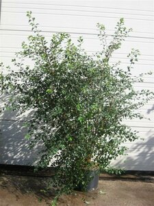 Spiraea vanhouttei 60/80 C.