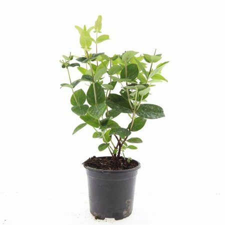 Hypericum inodorum 'Magical White' C1.5 - afbeelding 2