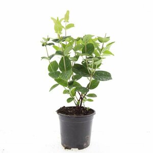 Hypericum inodorum 'Magical White' C1.5 - afbeelding 2