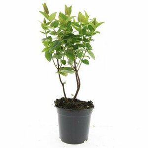 Hypericum inodorum 'Magical White' C1.5 - afbeelding 3