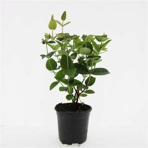 Hypericum inodorum 'Magical White' C1.5 - afbeelding 4