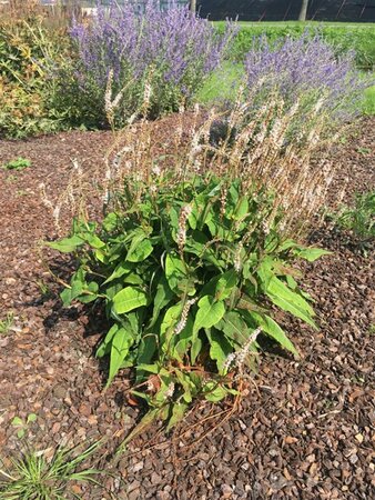 Persicaria amplexicaule 'Alba Junior' P9 - afbeelding 2