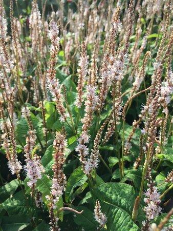 Persicaria amplexicaule 'Alba Junior' P9 - afbeelding 3
