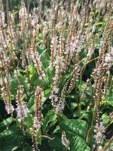 Persicaria amplexicaule 'Alba Junior' P9 - afbeelding 3