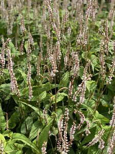 Persicaria amplexicaule 'Alba Junior' P9 - afbeelding 4