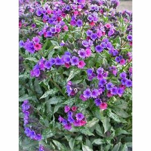 Pulmonaria 'Majesté' P9 - afbeelding 2