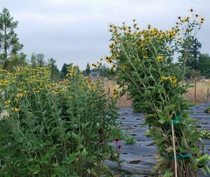 Rudbeckia subtomentosa 'Little Henry' P9